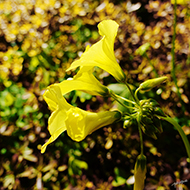 Plant collection