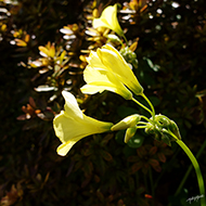 Plant collection