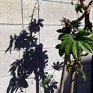 Plant collection