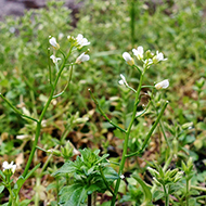Plant collection