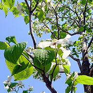 Plant collection
