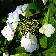 Plant collection