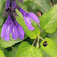 Plant collection
