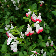 Plant collection