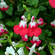 Plant collection