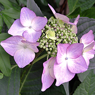 Plant collection