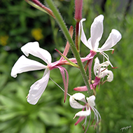 Plant collection