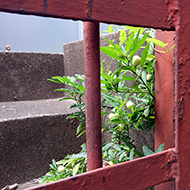 Plant collection