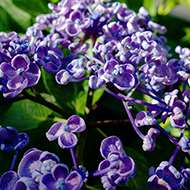 Plant collection