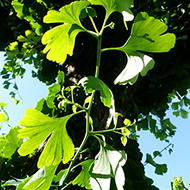 Plant collection