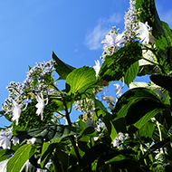 Plant collection