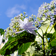 Plant collection