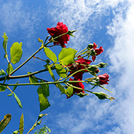 Plant collection
