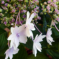 Plant collection