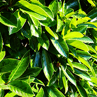 Plant collection