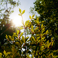 Plant collection