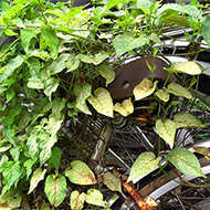 Plant collection
