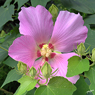Plant collection