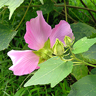 Plant collection