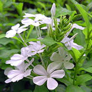 Plant collection