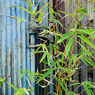 Plant collection
