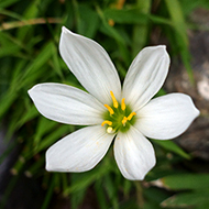 Plant collection