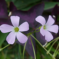 Plant collection