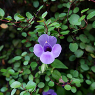 Plant collection
