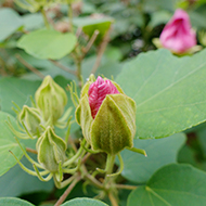 Plant collection