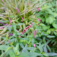 Plant collection