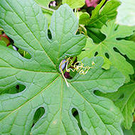 Plant collection