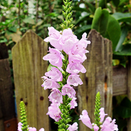 Plant collection