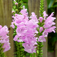 Plant collection