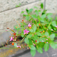 Plant collection