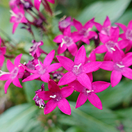 Plant collection