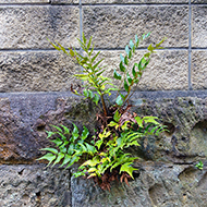 Plant collection