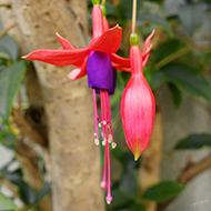 Plant collection