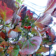 Plant collection