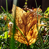 Plant collection