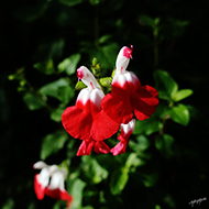 Plant collection