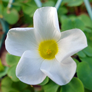 Plant collection