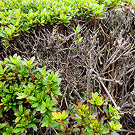 Plant collection