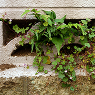 Plant collection