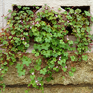 Plant collection