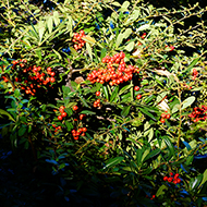 Plant collection