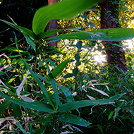 Plant collection