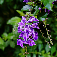 Plant collection