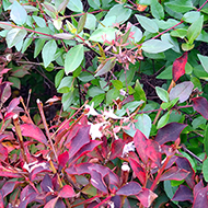 Plant collection