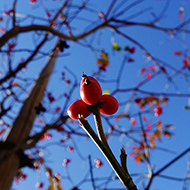 Plant collection