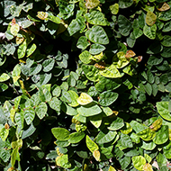 Plant collection